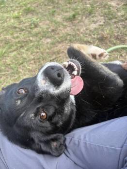 Retriever Dogs Available for Adoption in Gulfport, Mississippi - Iris | PetCurious