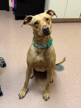 Labrador Retriever and Beagle Dogs Available for Adoption in Cookeville, Tennessee - NOVA | PetCurious