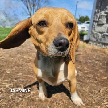 Beagle Dogs Available for Adoption - Jasmine | PetCurious