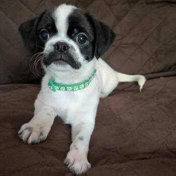 Fernando -  Shih Tzu Dog for Adoption in Springfield, Missouri - Fernando | PetCurious