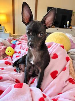 Pozy -  Chihuahua Dog for Adoption in Liverpool, Texas - Pozy | PetCurious
