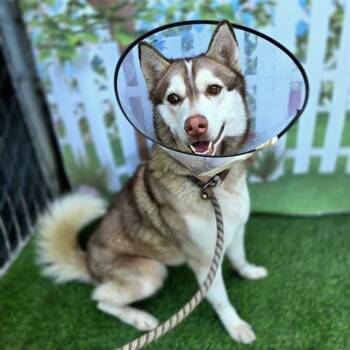 Siberian Husky Dogs Available for Adoption in Long Beach, California - LUKE | PetCurious