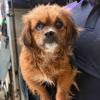 Rescue Mixed Breed Dogs for Adoption in Denison, Texas - Princess | PetCurious