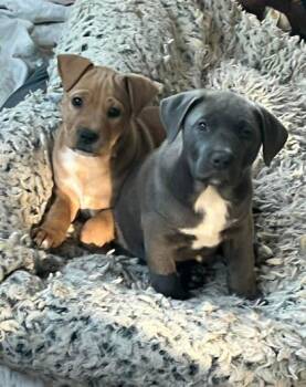 Pit Bull Terrier and Mixed Breed Dogs Available for Adoption in Malvern, Pennsylvania - Guru | PetCurious