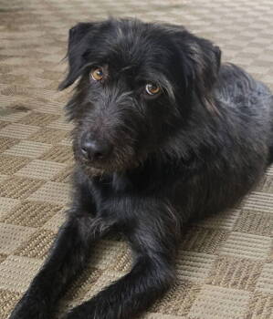 Rescue Poodle and Terrier Dogs for Adoption in Berwick, Pennsylvania - Adam Wiggleton | PetCurious