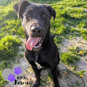 Rescue Mixed Breed Dogs for Adoption in Kenai, Alaska - Georgia - States Litter | PetCurious