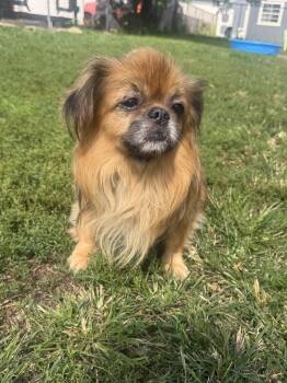 Momo -  Tibetan Spaniel Dog for Adoption in North Canton, Ohio - Momo | PetCurious