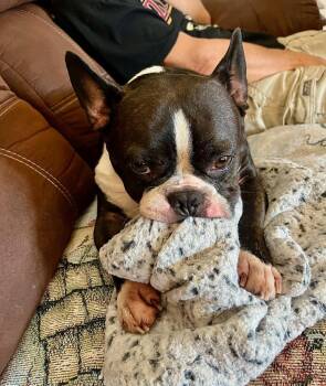 Rescue Boston Terrier Dogs for Adoption - Sox In KS | PetCurious