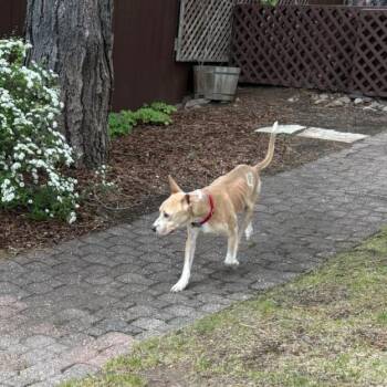 Kyler -  Pit Bull Terrier and Mixed Breed Dog for Adoption in Incline Village, Nevada - Kyler | PetCurious