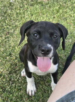 Rescue Cane Corso and Labrador Retriever Dogs for Adoption in Ocean Township, New Jersey - Torvie | PetCurious