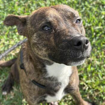 German Shepherd Dog Dogs Available for Adoption in Pearland, Texas - Biscuit | PetCurious