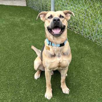 Mixed Breed Dogs Available for Adoption - Buck | PetCurious
