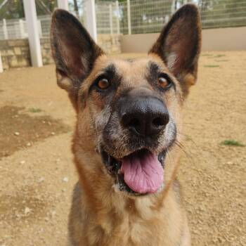 Annabelle -  Mixed Breed Dog for Adoption in Bentonville, Arkansas - Annabelle | PetCurious