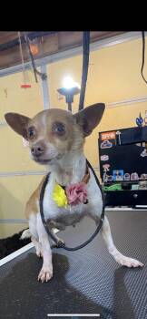 Chihuahua Dogs Available for Adoption - Lulu Aka Lucy  | PetCurious