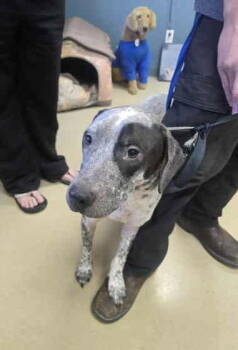 Rescue Mixed Breed Dogs for Adoption in Sullivan, Indiana - Rolloff | PetCurious