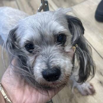 AHNJ-Stray-120286 -  Poodle and Mixed Breed Dog for Adoption in Newark, New Jersey - AHNJ-Stray-120286 | PetCurious