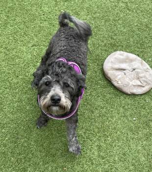 Rescue Maltipoo Dogs for Adoption in Chandler, Arizona - Boo | PetCurious