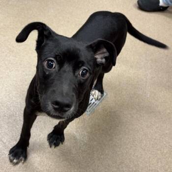Alba -  Black Labrador Retriever and Mixed Breed Dog for Adoption in Hinesville, Georgia - Alba | PetCurious