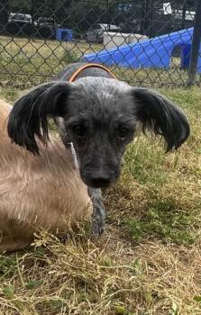 Yorkshire Terrier and Mixed Breed Dogs Available for Adoption in Conway, South Carolina - Raj | PetCurious