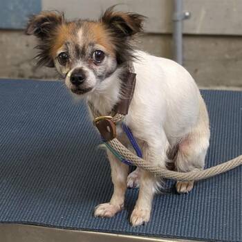 TARA -  Chihuahua Dog for Adoption in Camarillo, California - TARA | PetCurious