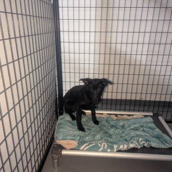 Black Labrador Retriever Dogs Available for Adoption - Brandy | PetCurious