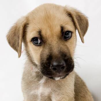 969 (2026) -  Anatolian Shepherd and Mixed Breed Dog for Adoption in Parker, Colorado - 969 (2026) | PetCurious