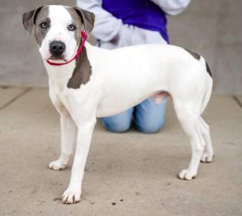 TOBIAS -  Pit Bull Terrier and Mixed Breed Dog for Adoption in Colorado Springs, Colorado - TOBIAS | PetCurious