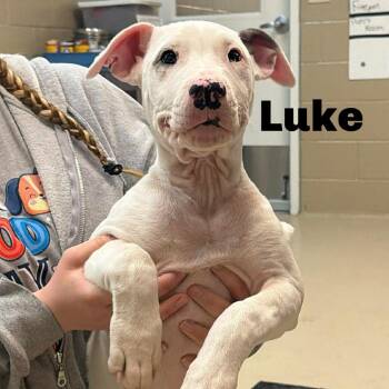 Mixed Breed Dogs Available for Adoption - Luke 260211 | PetCurious