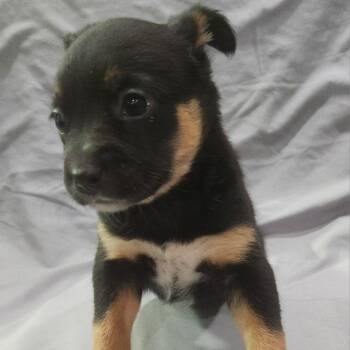 Boone -  Shepherd Dog Available for Adoption in Holiday Hills, Illinois - Boone | PetCurious