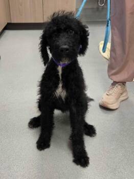 Starbucks -  Poodle and Mixed Breed Dog for Adoption in Chillicothe, Ohio - Starbucks | PetCurious