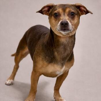Justin -  Chihuahua Dog for Adoption in Hondo, Texas - Justin | PetCurious