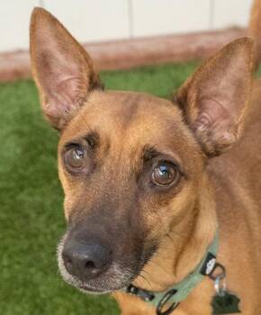 Just Jeff -  Chihuahua Dog for Adoption in Encinitas, California - Just Jeff | PetCurious