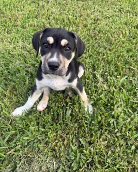 Labrador Retriever Dogs Available for Adoption in Clearwater, Florida - Dora | PetCurious