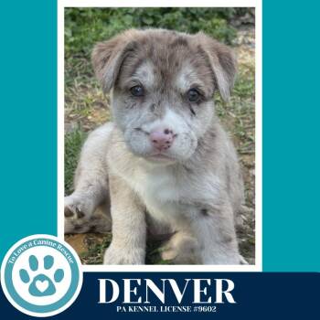 Catahoula Leopard Dog and Labrador Retriever Dogs Available for Adoption - Denver (The Blues Brothers) 031426 | PetCurious