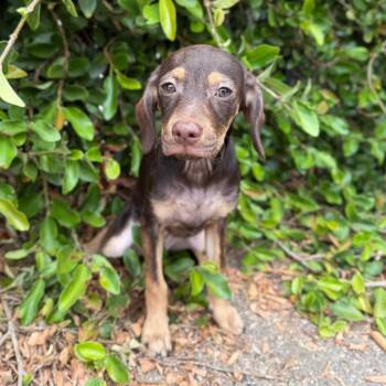 Twinkie -  Beagle and Chihuahua Dog for Adoption in Goleta, California - Twinkie | PetCurious