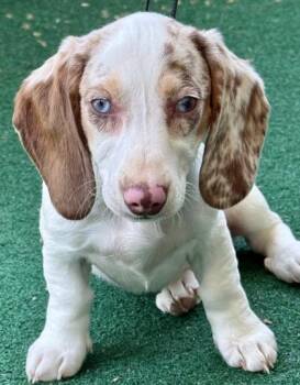 Dachshund Dogs Available for Adoption in Malvern, Pennsylvania - Snap | PetCurious