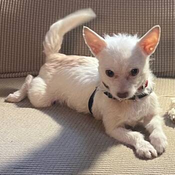 Terrier and Mixed Breed Dogs Available for Adoption - Buck | PetCurious