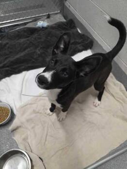 Mixed Breed Dogs Available for Adoption in Sevierville, Tennessee - Ducky | PetCurious