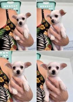 Dove -  Chihuahua Dog for Adoption in Tifton, Georgia - Dove | PetCurious