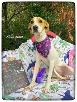 Shaa Shaa -  English Pointer Dog for Adoption in Sebring, Florida - Shaa Shaa | PetCurious