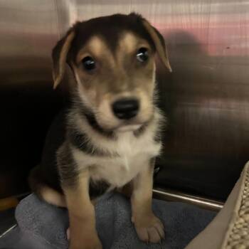 Shey 53909 -  Shepherd Dog for Adoption in Las Vegas, Nevada - Shey 53909 | PetCurious