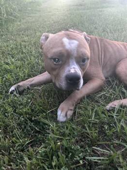 MEATBALL -  Mixed Breed Dog for Adoption in Palmetto, Florida - MEATBALL | PetCurious