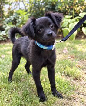 Walter -  Pomeranian and Chihuahua Dog for Adoption in Puyallup, Washington - Walter | PetCurious