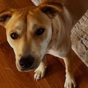 Shar Pei and Yellow Labrador Retriever Dogs Available for Adoption in Richmond, Kentucky - Kolbi | PetCurious