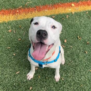 Pit Bull Terrier Dogs Available for Adoption in Baltimore, Maryland - Connect Four | PetCurious