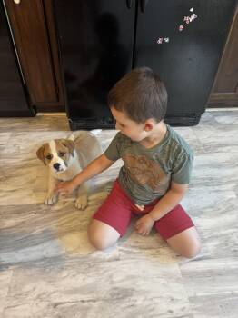 Saint Bernard and Great Pyrenees Dogs Available for Adoption in Fenton, Missouri - Milo | PetCurious