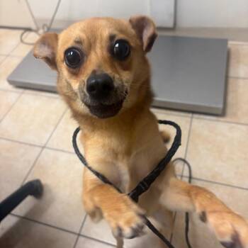 Delta Airlines -  Chihuahua Dog for Adoption in Pekin, Illinois - Delta Airlines | PetCurious
