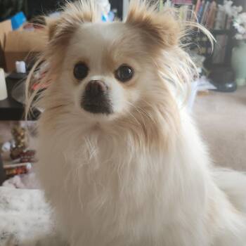 Pomeranian and Maltese Dogs Available for Adoption in Brooks, Alberta - Olivia | PetCurious