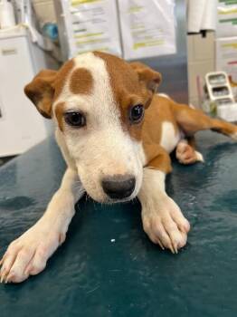 Elliot -  Mixed Breed Dog for Adoption in Mobile, Alabama - Elliot | PetCurious