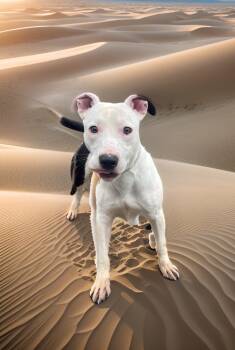 Pit Bull Terrier Dogs Available for Adoption - Athena | PetCurious